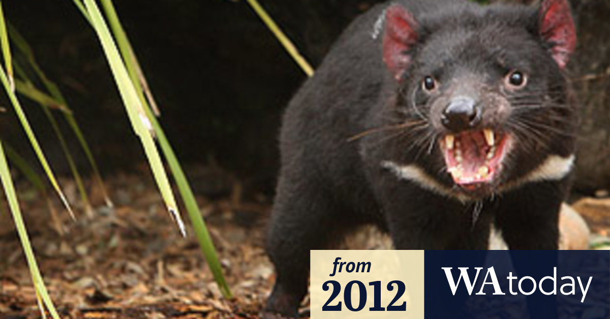 Tassie devils on the loose south of Perth